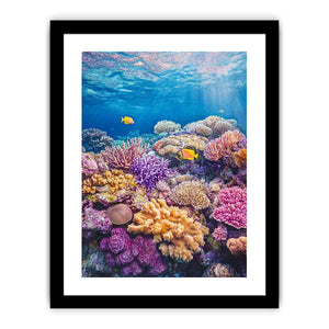 the Great Barrier Reef Photo Art Print