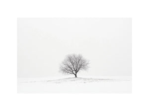 isolated Tree 11