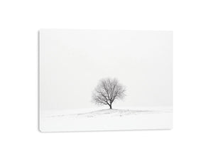 isolated Tree 11 Canvas Print