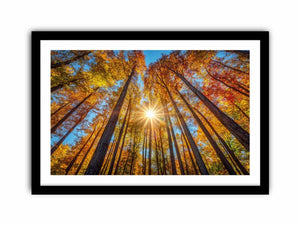 Sunshine 11 Art Print