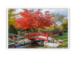 Japanese Maple Framed Print