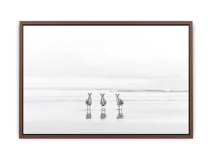 kangaroo On Beach Poster