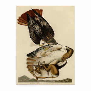 Red Tailed Hawk