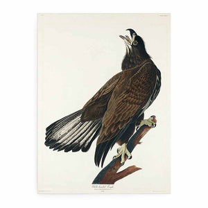 White-Headed Eagle (Plate Cxxvi)