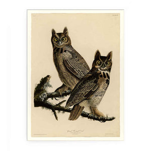 Great Horned Owl (Plate 61)