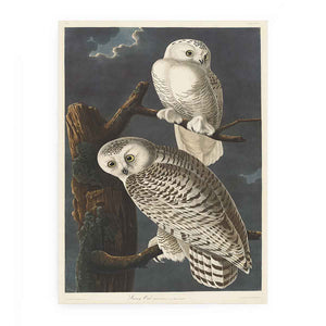 Snowy Owl