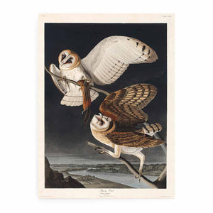 Barn Owl