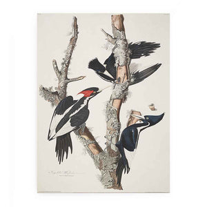 Vory-billed Woodpecker, from 'Birds of America', 1829