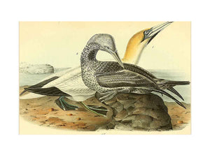 Common Gannet