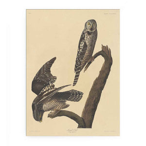 Hawk Owl