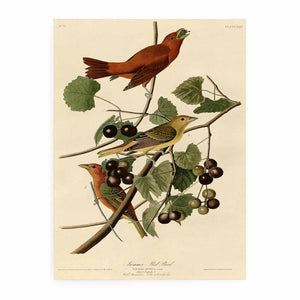 Summer Red Bird (Plate Xliv)