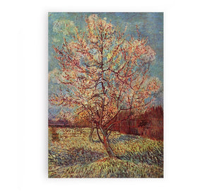 Peach Tree in Blossom / Flowering Peach Tree