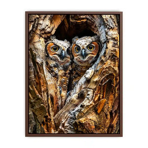Two baby owls in a tree hollow