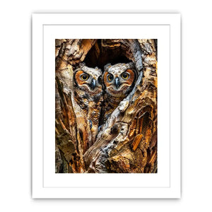 Two baby owls in a tree hollow