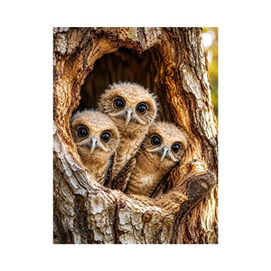 Curious owlets in tree hollow