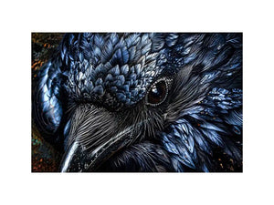 Black Cock Canvas Print