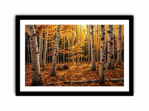 Yellow Forest Canvas Print