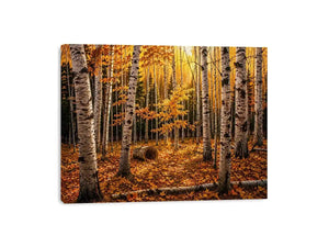 Yellow Forest Canvas Print
