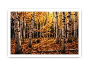 Yellow Forest Canvas Print