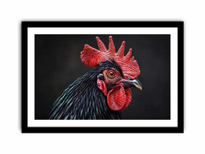 Black Cock Canvas Print