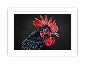 Black Cock Canvas Print