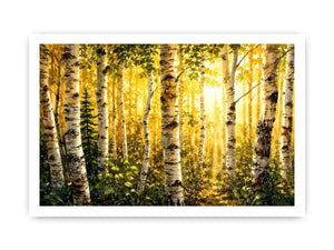 Birch Trees Canvas Print