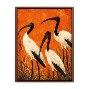 3 Ibis Canvas Print