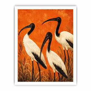 3 Ibis Canvas Print