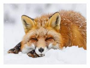 Fox Art Print