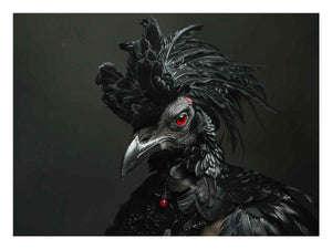 Black Cocky