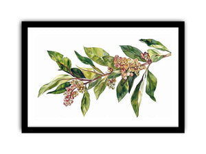 Framed Print