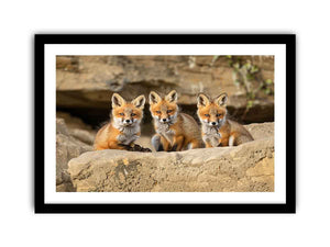 Framed Print