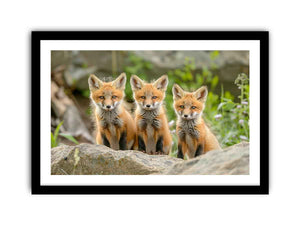 Red Fox Art framed Print