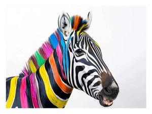 Colorful Zebra