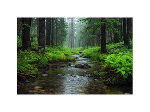 Eli Creek