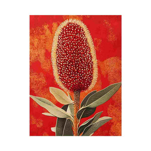 Banksia Coccinea