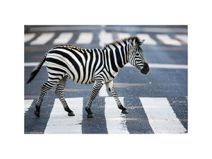 Zebra Crossing