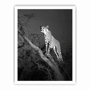 Black and white cheetah Canvas Print