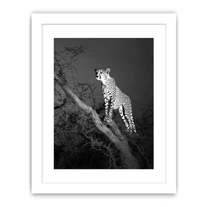 Black and white cheetah Canvas Print