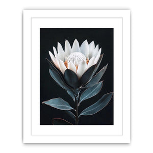 White protea flower artwork with minimalist botanical style