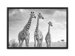 black white giraffe savanna canvas