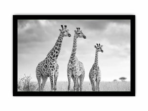 black white giraffe savanna canvas