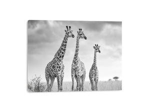 black white giraffe savanna canvas
