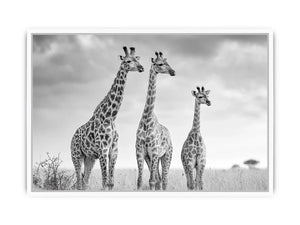 black white giraffe savanna canvas