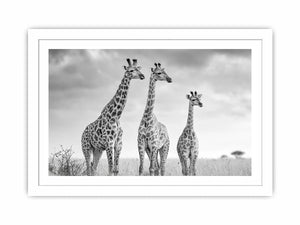black white giraffe savanna canvas