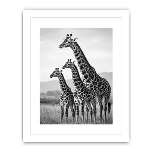 black white giraffe family canvas