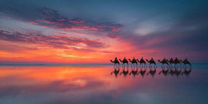 Cable Beach Sunset Camel Panoramic Canvas Print