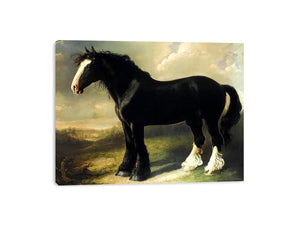 Old English Black Horse by WILLIAM SHIELS Painting