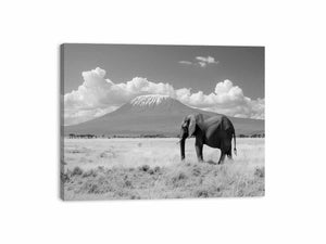 Lonely Elephant Canvas Print