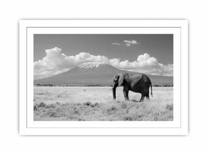 Lonely Elephant Streched canvas